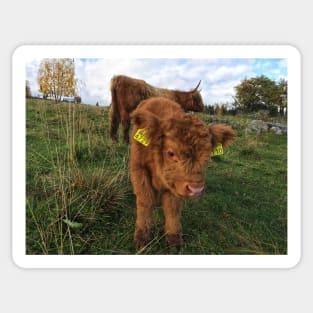 Scottish Highland Cattle Cow and Calf 1569 Sticker